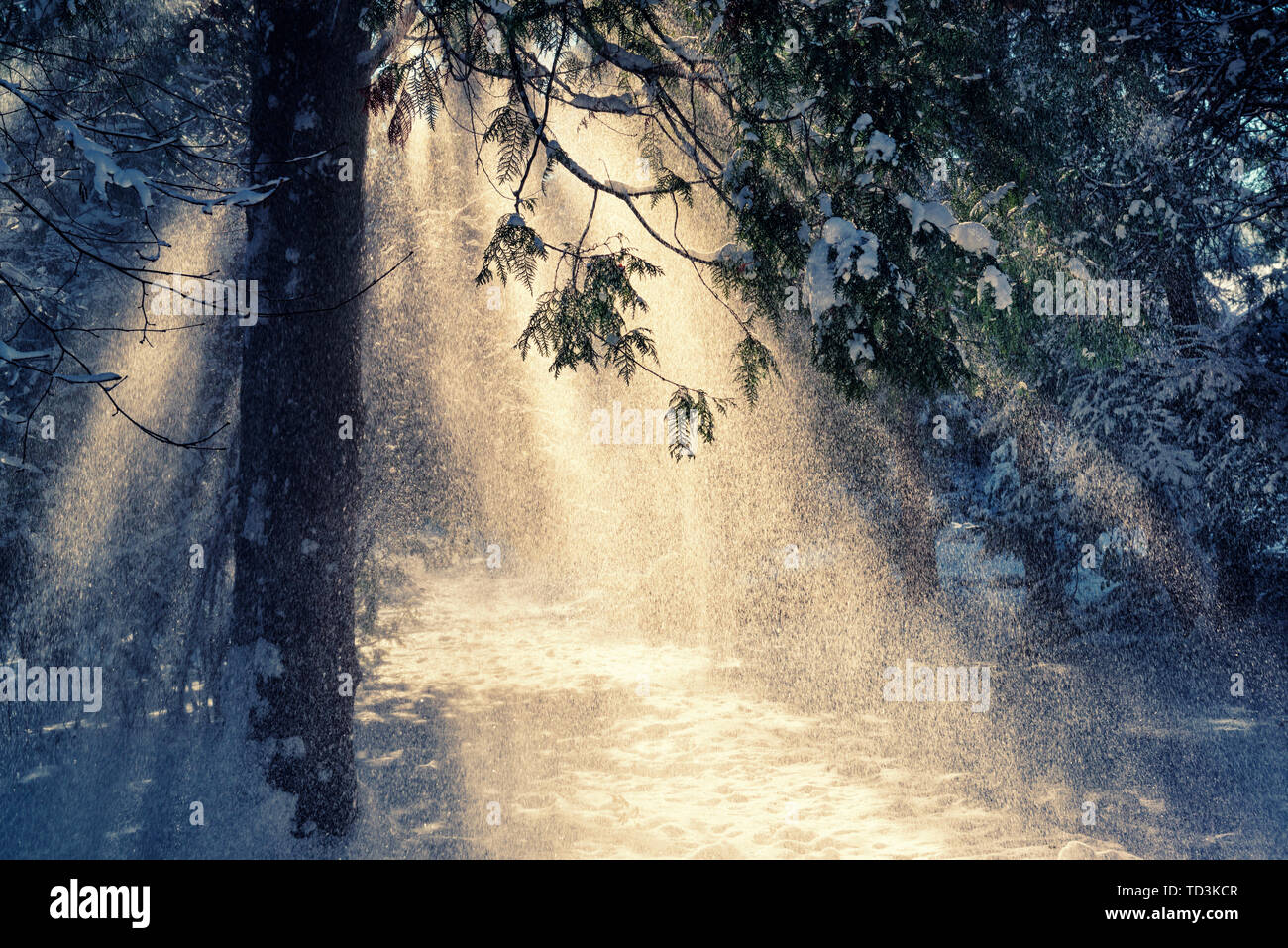 Beautiful winter scene with sun rays in the snow falling from the spruce tree Stock Photo