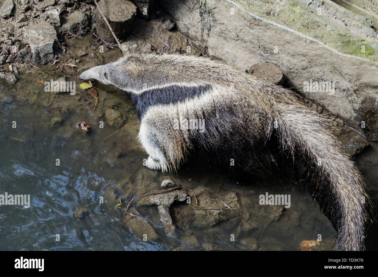 Whole anteater in river from profile Stock Photo