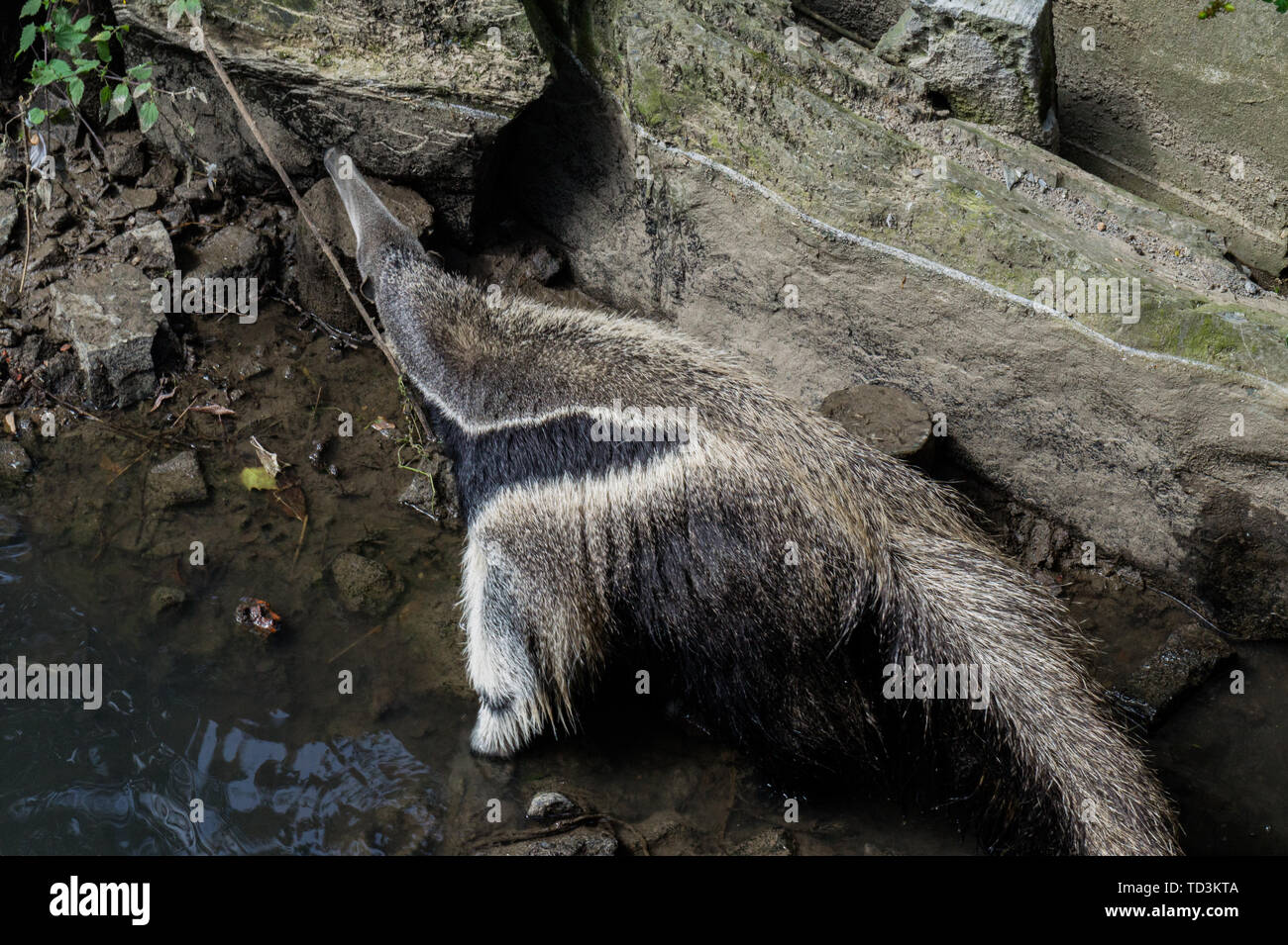 Whole anteater searching for ants on a rock Stock Photo