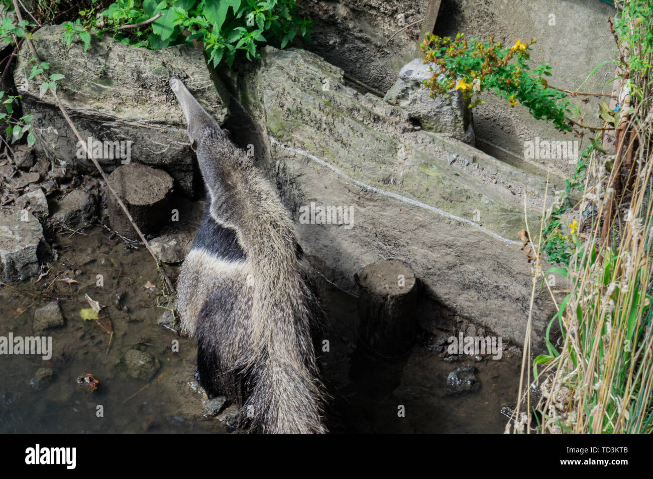 Anteater looking for ants to eat Stock Photo
