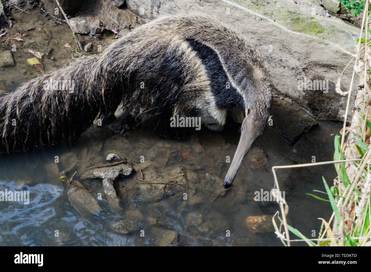 Anteater drinks in a river facing camera Stock Photo