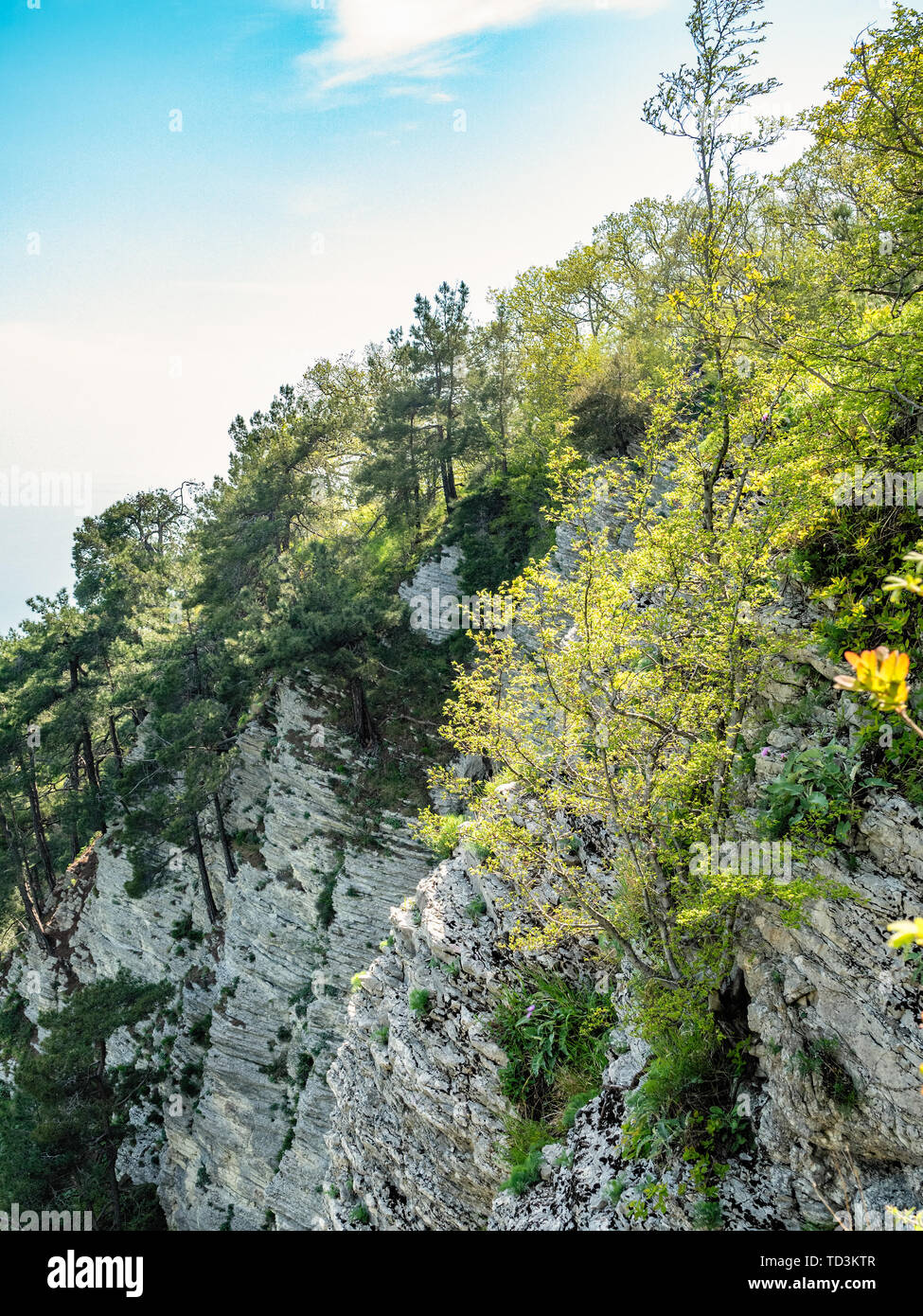 Rocky cliff in dense green forest. Spring colors in the mountain forest ...