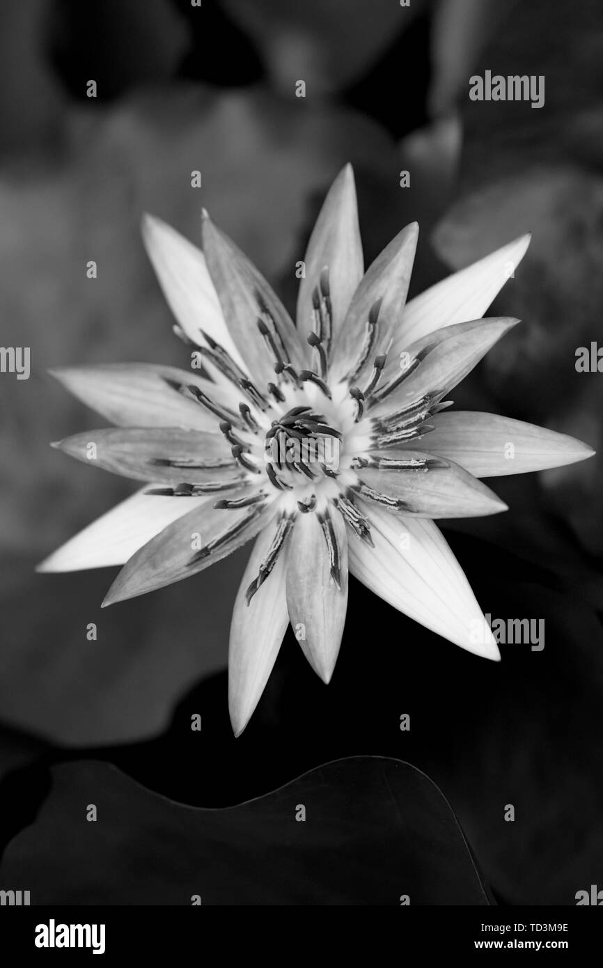 Beautiful Egyptian lotus (Nymphaea caerulea) in a pond from top view. Pavilion Victoria, Berlin Botanical Garden. Black and white Stock Photo
