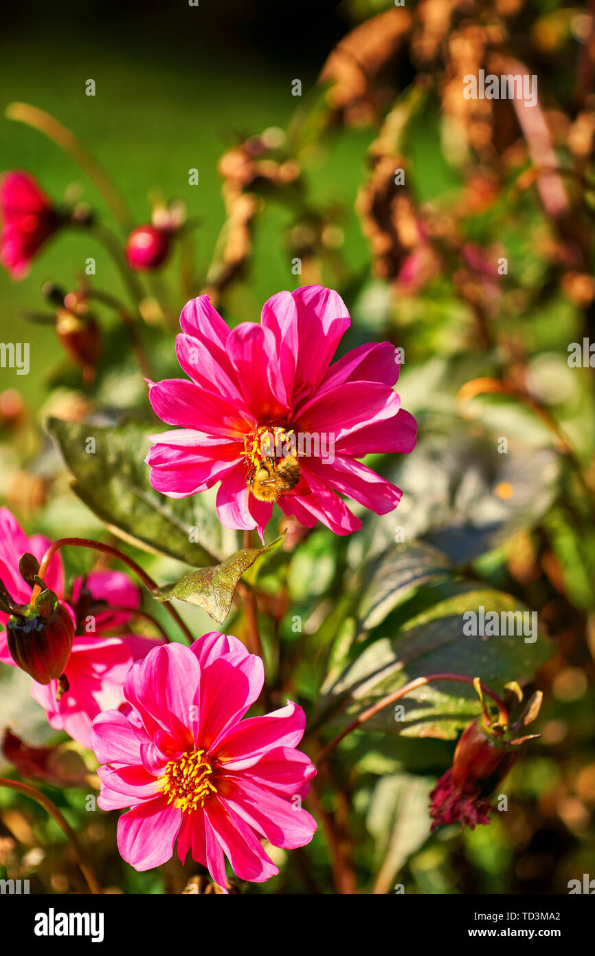 Dahlia hybride hires stock photography and images Alamy