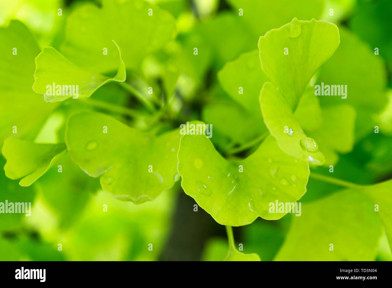 Ginkgo biloba leaves with water drops. A background Stock Photo Alamy