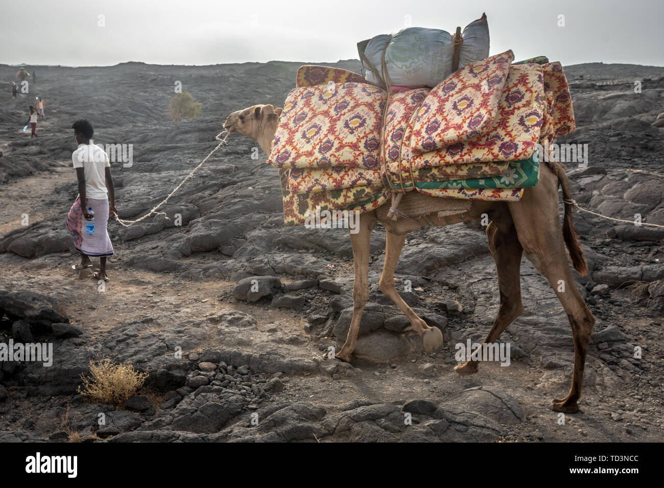 A caravan of camels and tourists traversing the barren volcanic ...