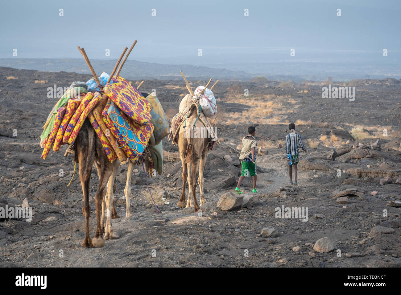 A caravan of camels and tourists traversing the barren volcanic ...