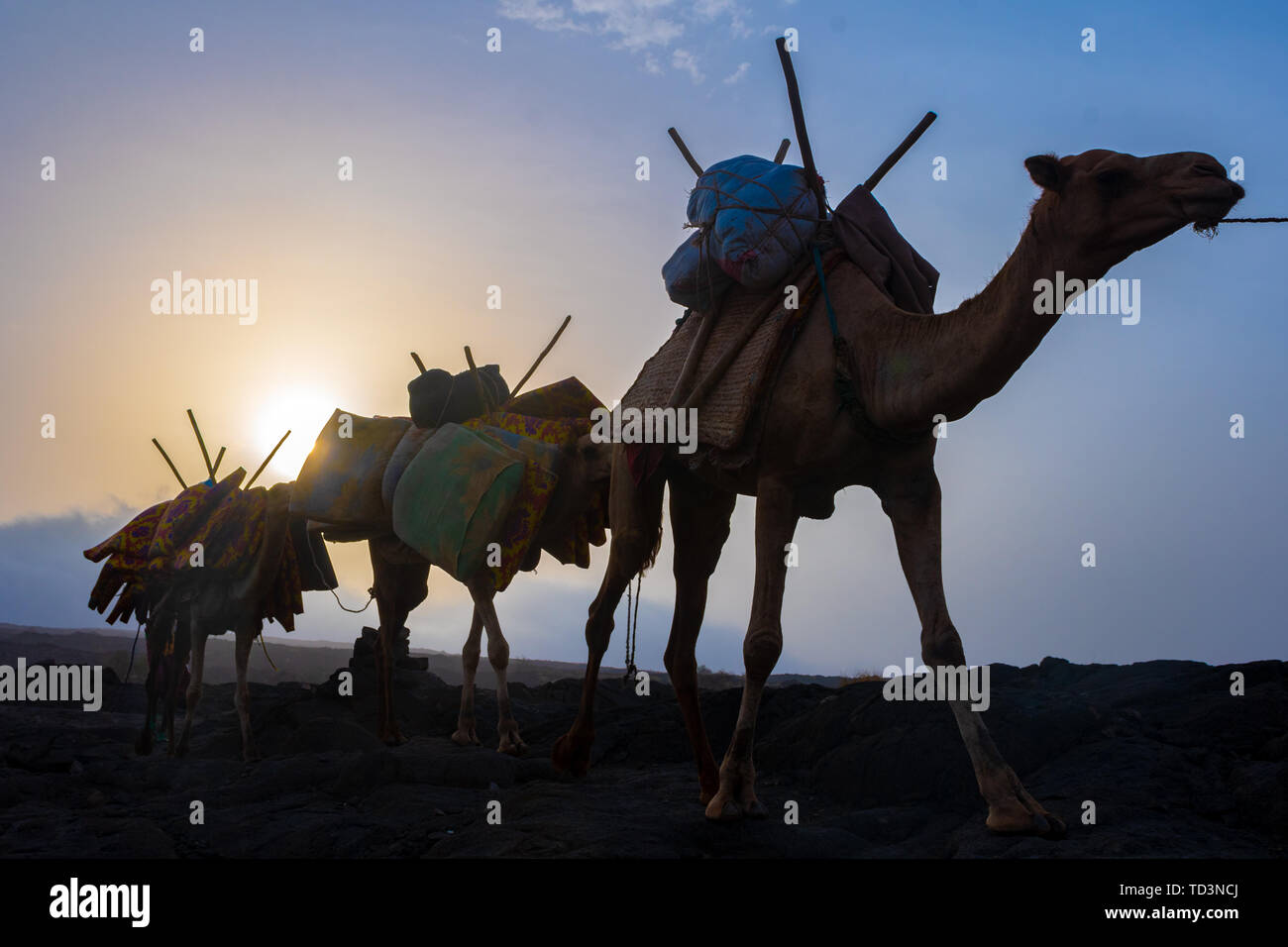 A caravan of camels and tourists traversing the barren volcanic ...