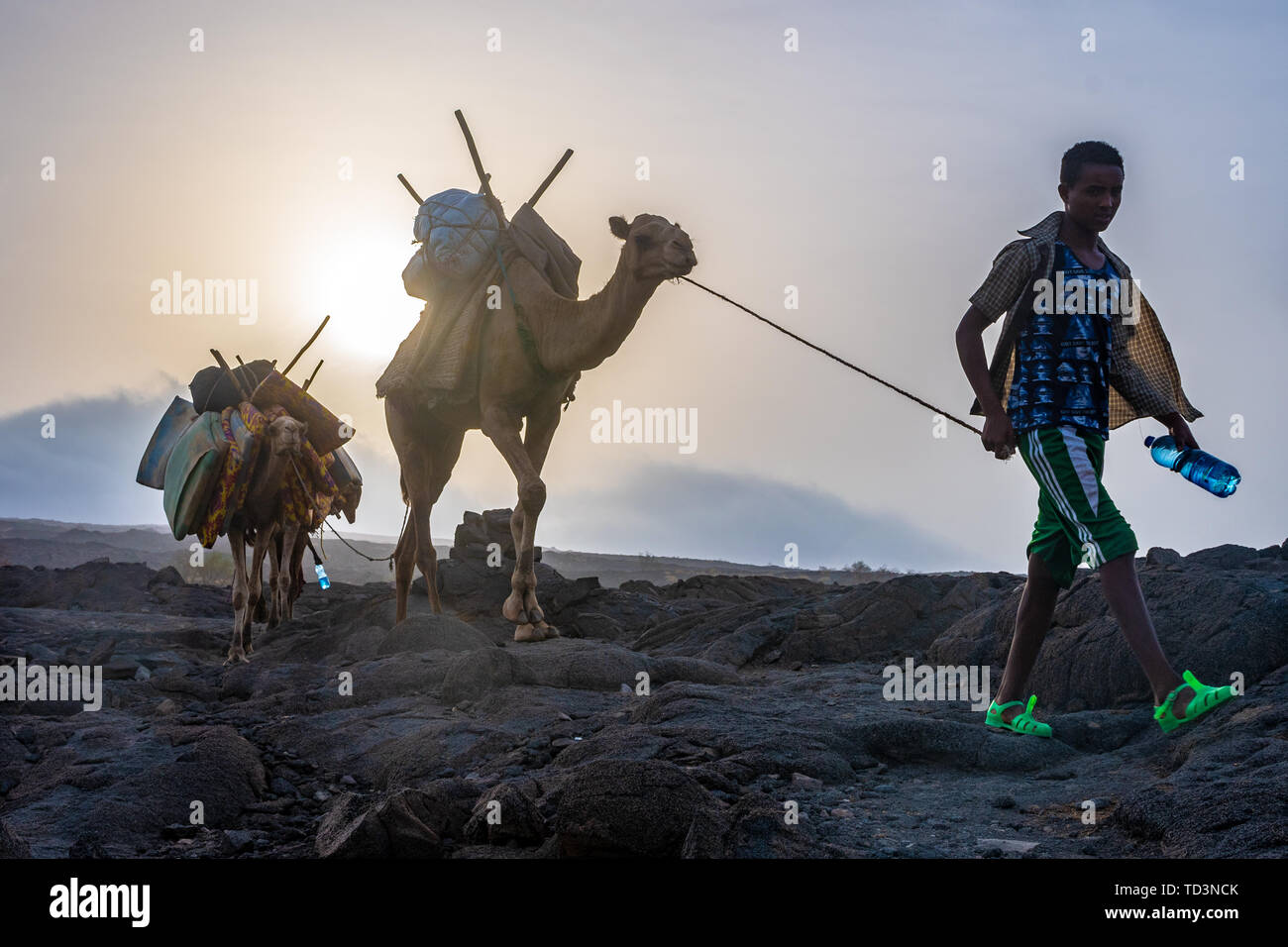 A caravan of camels and tourists traversing the barren volcanic ...