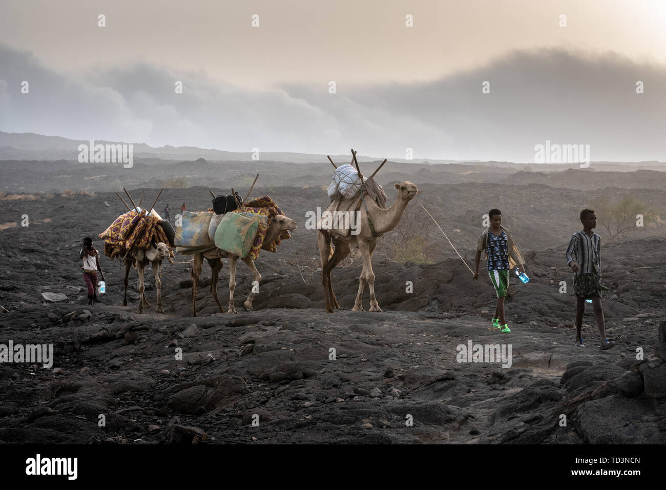 A caravan of camels and tourists traversing the barren volcanic ...