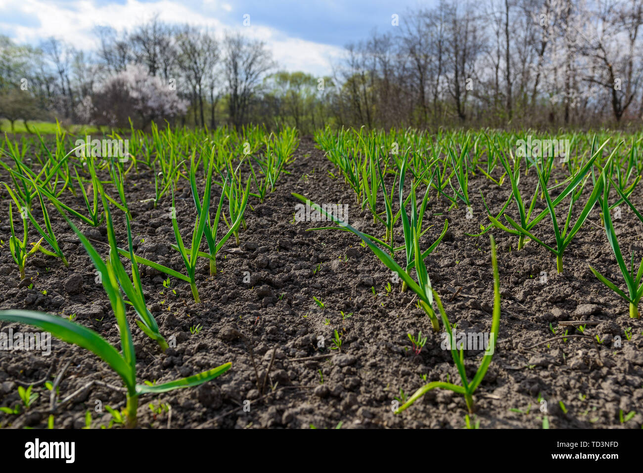 Early Spring Sprouts Spring at the botanics hi-res stock photography and images - Alamy