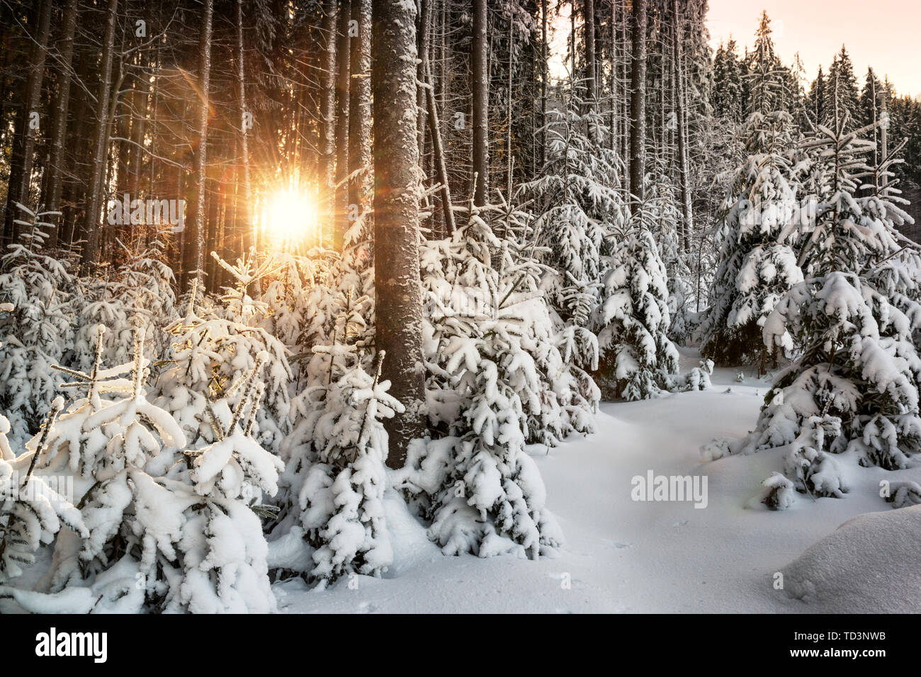 Sun rising behind spruce trees covered by deep snow in a winter forest Stock Photo