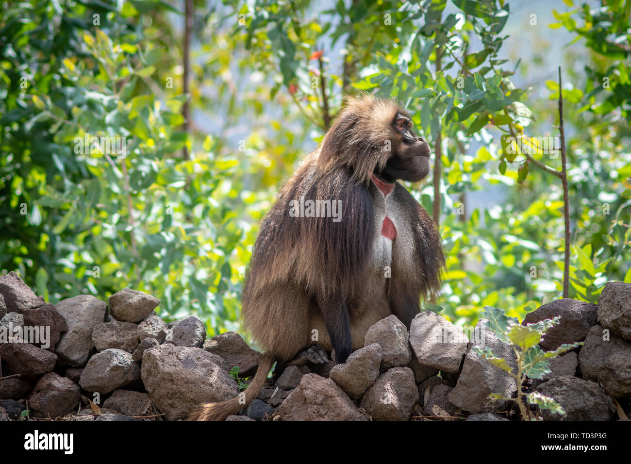 Gelada (Theropithecus gelada, sometimes called the bleeding-heart monkey or the gelada 'baboon', is a species of Old World monkey found only in the Et Stock Photo