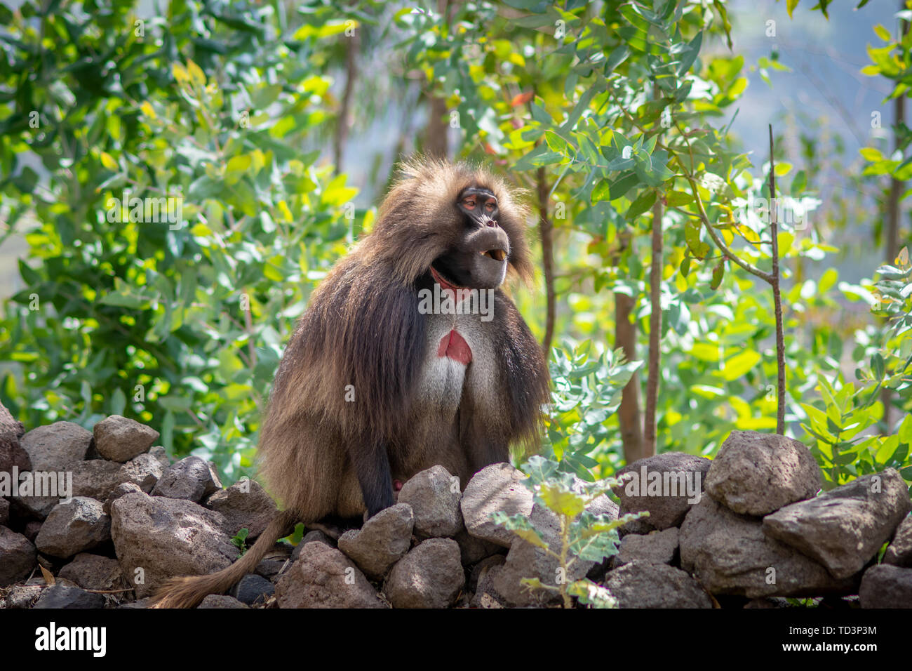 Gelada (Theropithecus gelada, sometimes called the bleeding-heart monkey or the gelada 'baboon', is a species of Old World monkey found only in the Et Stock Photo