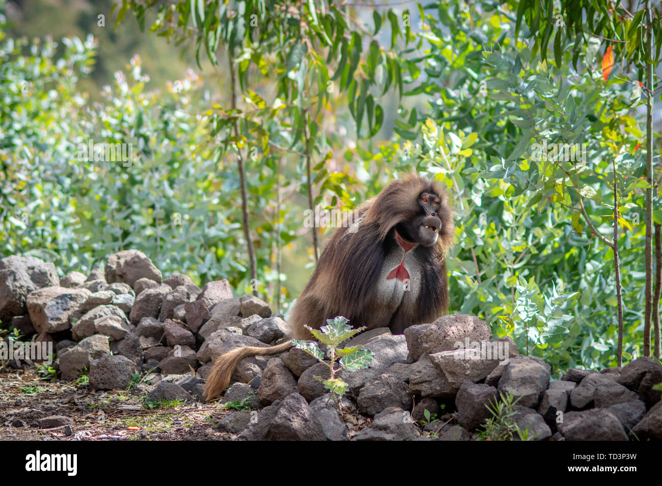 Gelada (Theropithecus gelada, sometimes called the bleeding-heart monkey or the gelada 'baboon', is a species of Old World monkey found only in the Et Stock Photo