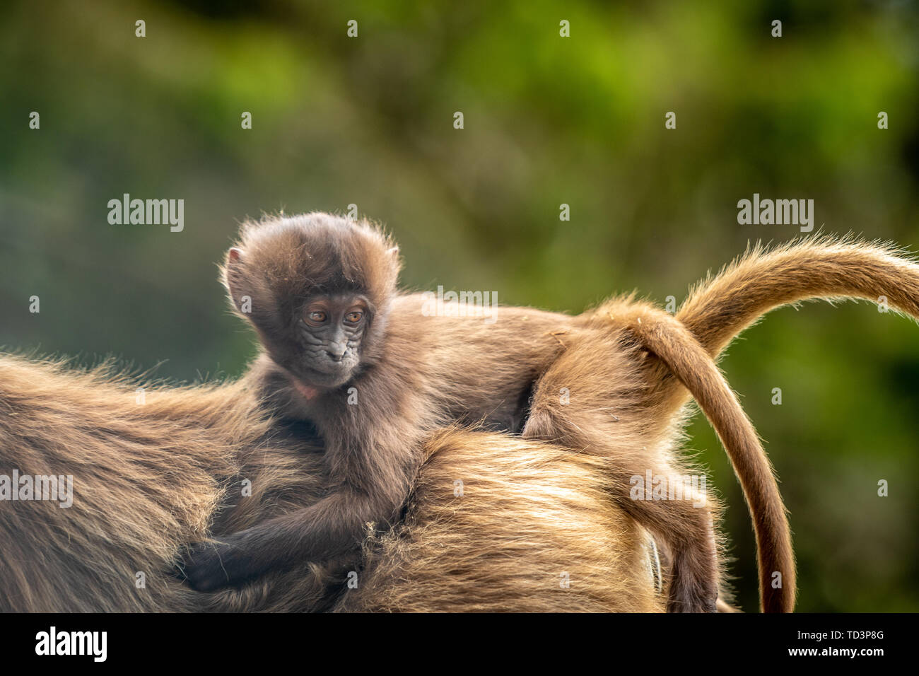 Gelada (Theropithecus gelada, sometimes called the bleeding-heart monkey or the gelada 'baboon', is a species of Old World monkey found only in the Et Stock Photo
