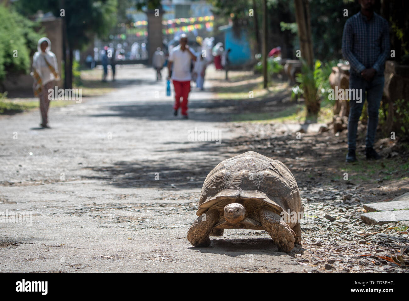 A large tortoise meanders down a dirt path in Addis Ababa, Ethiopia Stock Photo