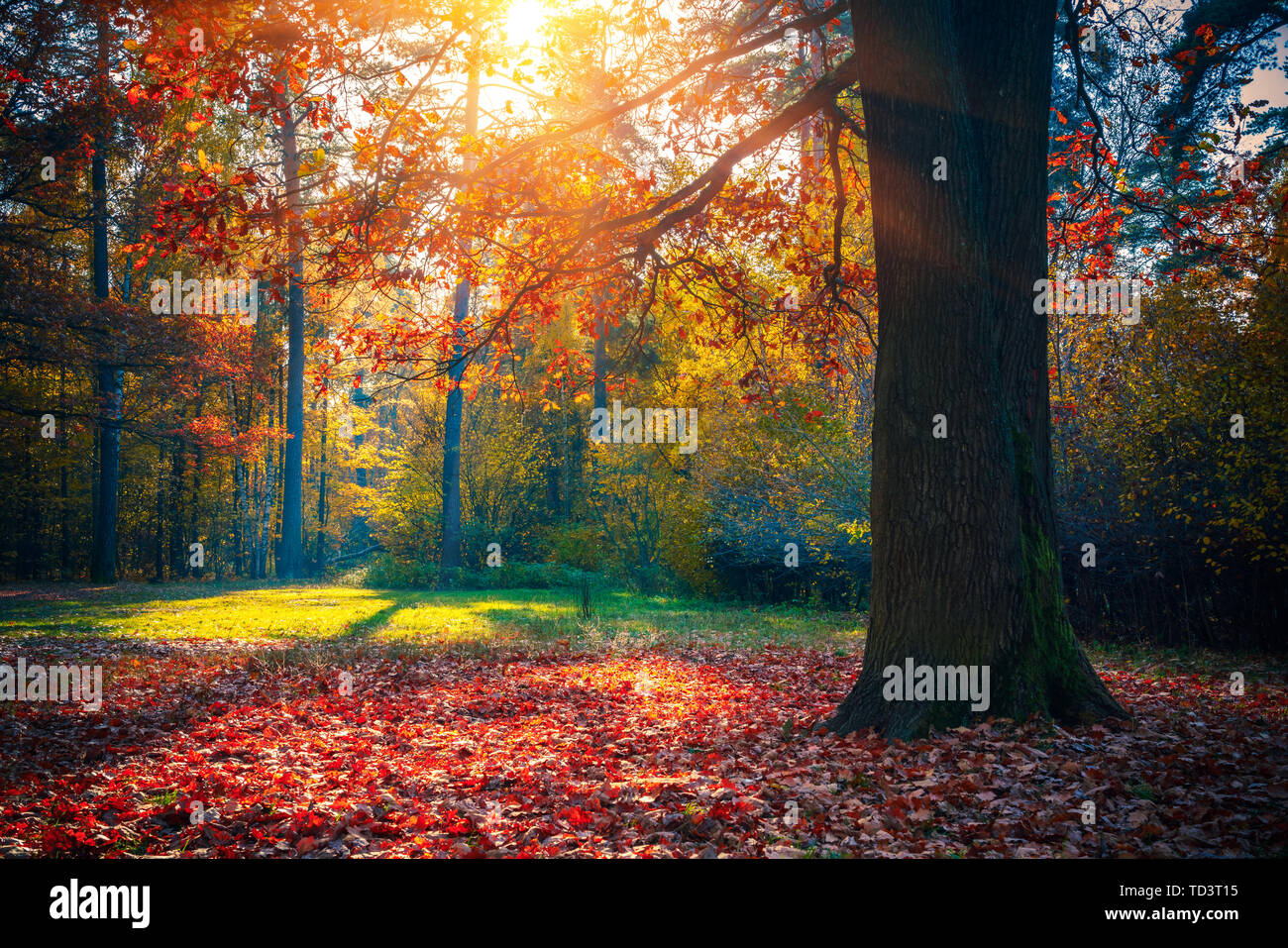 Oak foliage in sunny hi-res stock photography and images - Alamy