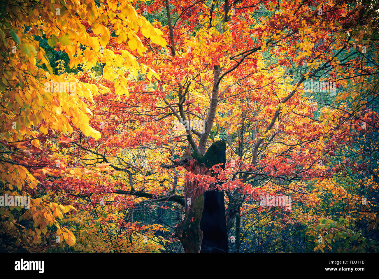 Vibrant trees in autumn forest Stock Photo