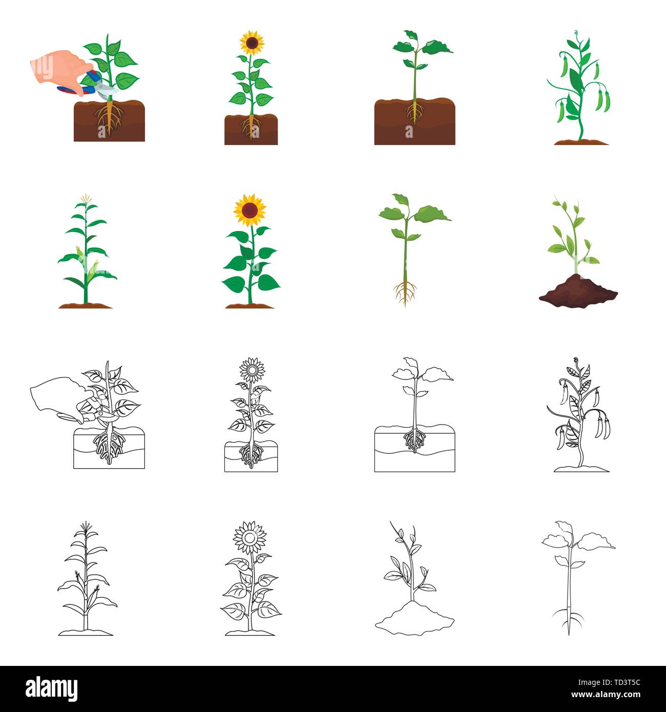 grow,root,cycle,development,seed,plant,bean,germinate,process,seedling ...