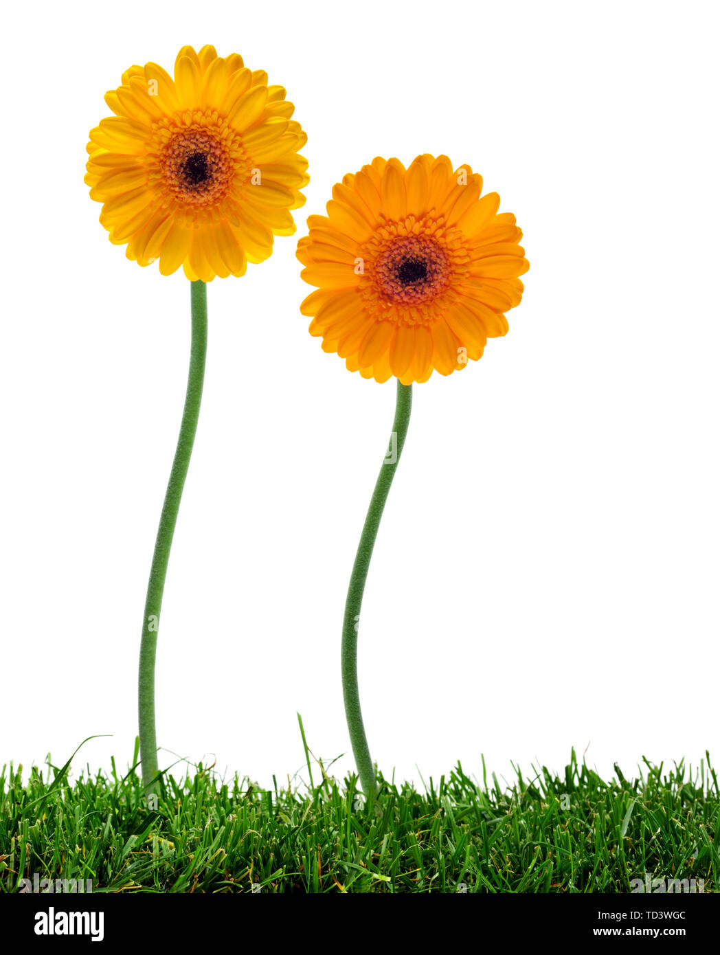 two gerber daisies with curved stems on lawn, isolated on white Stock