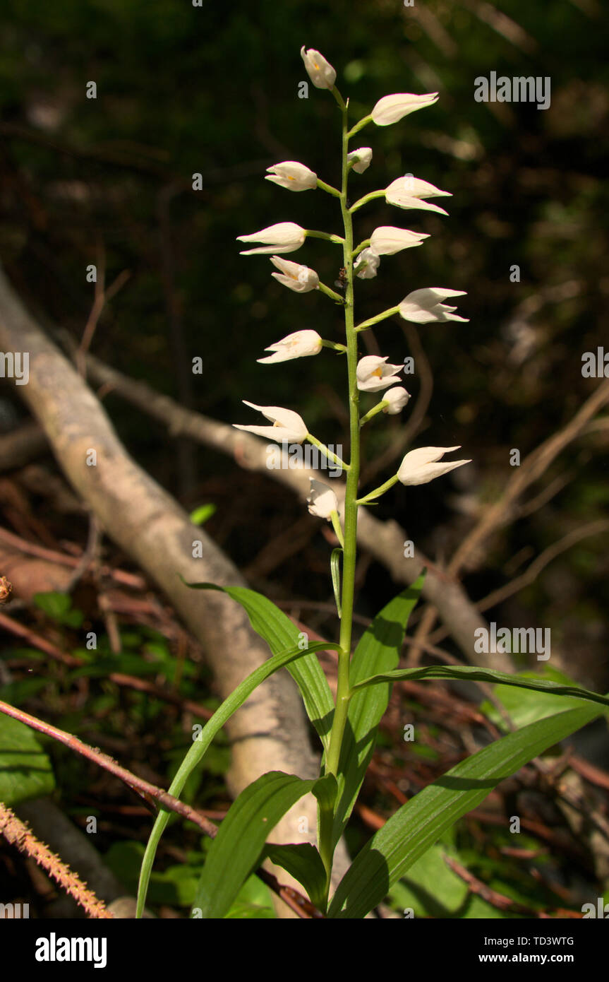 Cephalanthera longifolia; Sword-leaved Helleborine orchid in woods ...