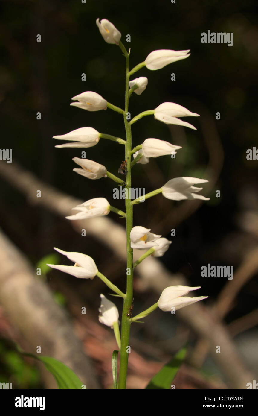 Cephalanthera longifolia; Sword-leaved Helleborine orchid in woods ...