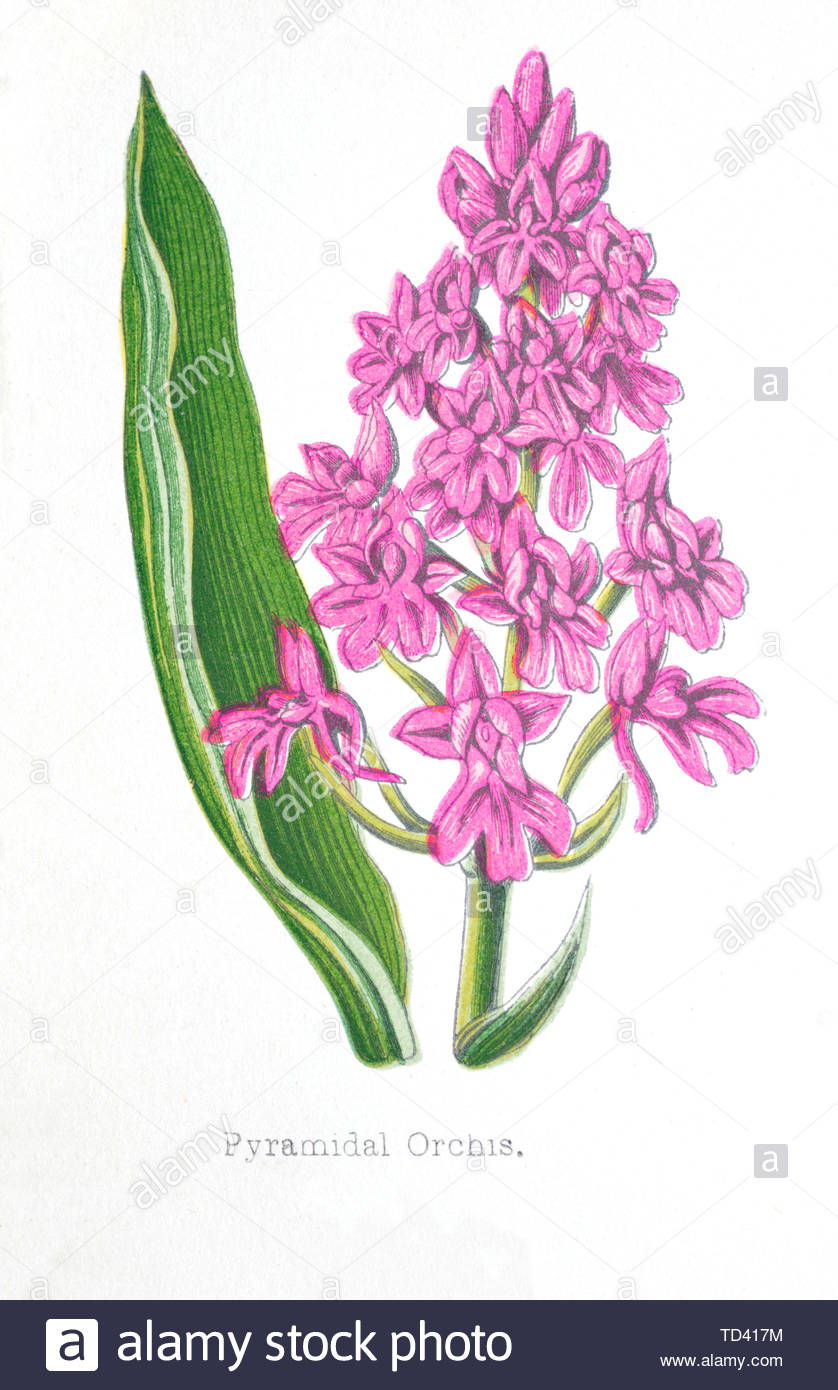 Anacamptis pyramidalis illustration hi-res stock photography and images ...