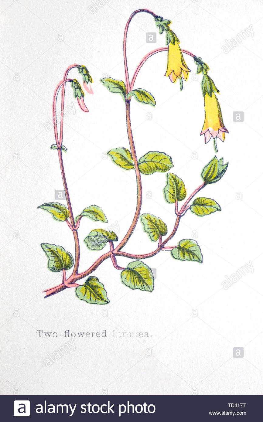 Two Flowered Linnaea (Linnaea borealis), vintage illustration from 1874 Stock Photo