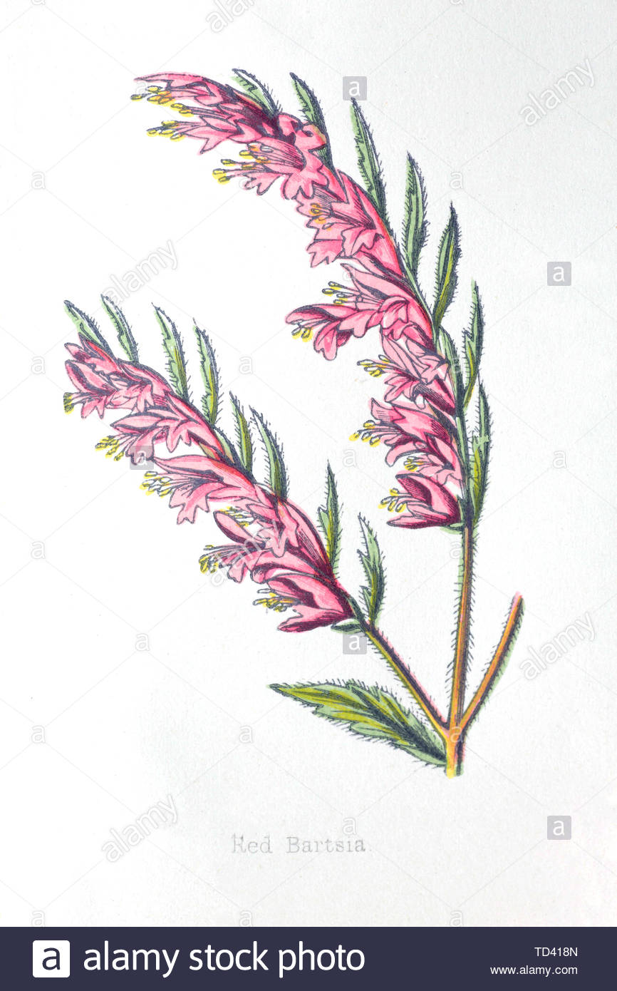 Red Bartsia (Odontites vernus), vintage illustration from 1874 Stock Photo