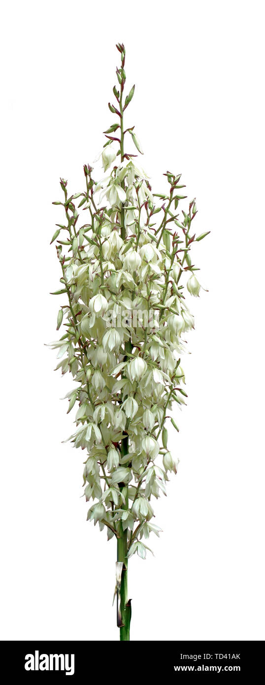 Yukka plant in flower on white background. Stock Photo