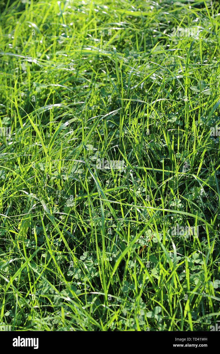 Summer background with fresh green grass and sunlight Stock Photo - Alamy