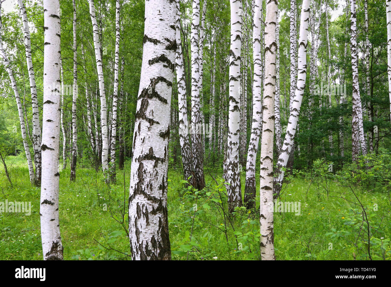 Birch forest russia hi-res stock photography and images - Alamy