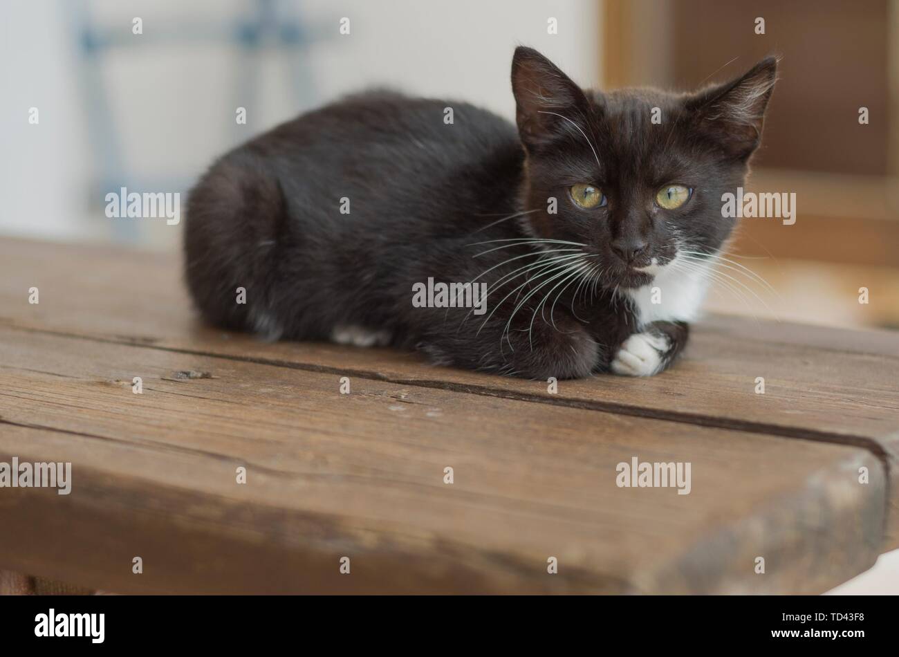 Pretty black and white kitten crouched on the wooden bench Stock Photo ...