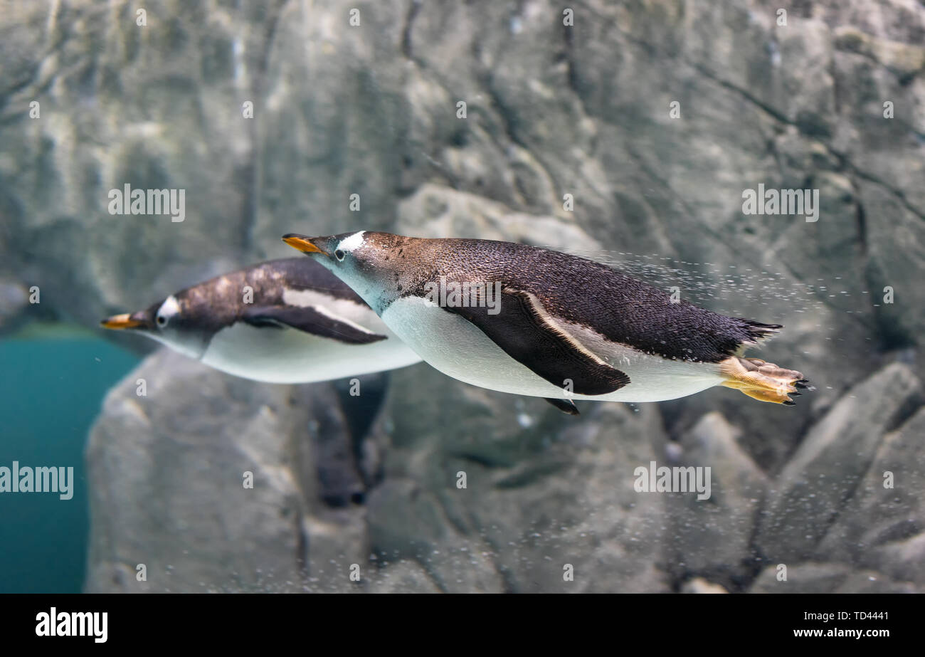 Papua penguins playing in the aquarium. Stock Photo