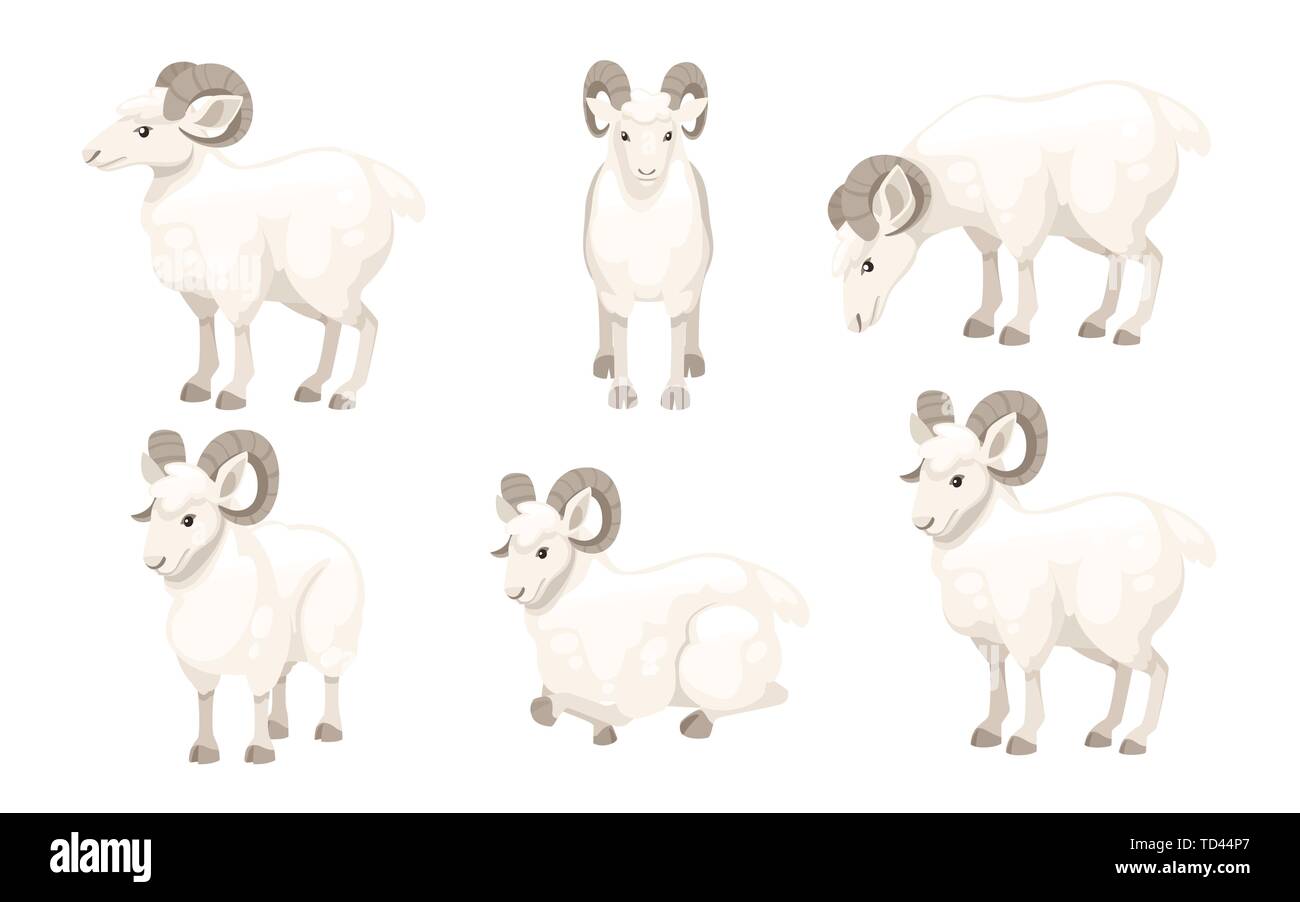 Set of white horned mountain ram sheep cartoon character design flat