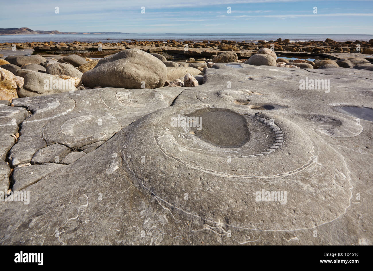 An Ammonite fossil embedded in rocks on Monmouth Beach, near Lyme Regis