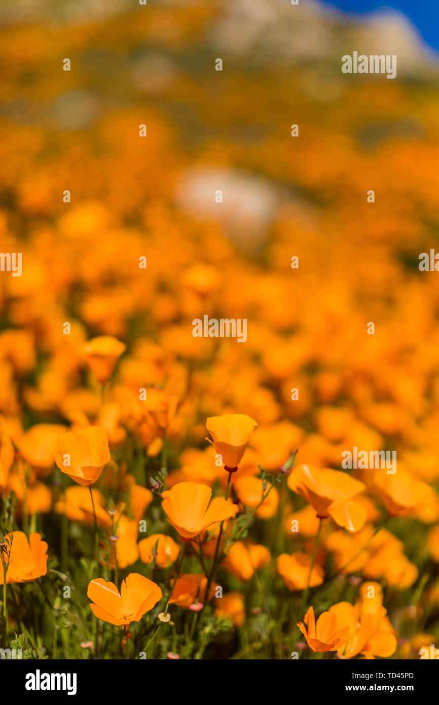 California Superbloom, Poppy fields of Lake Elsinore, California, United States of America, North America Stock Photo