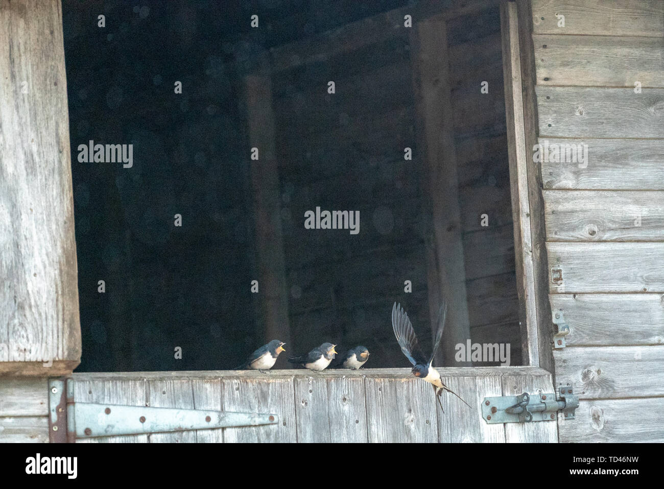 Barn swallow feeding fledgling at Brokenborough, Malmesbury UK Stock Photo