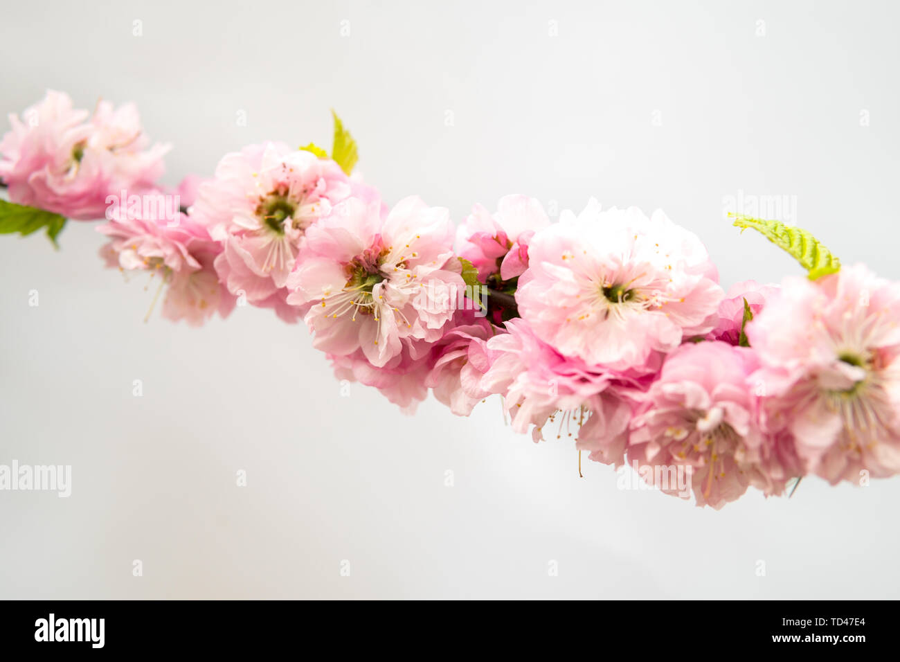 detail of Prunus triloba isolated over white background Stock Photo