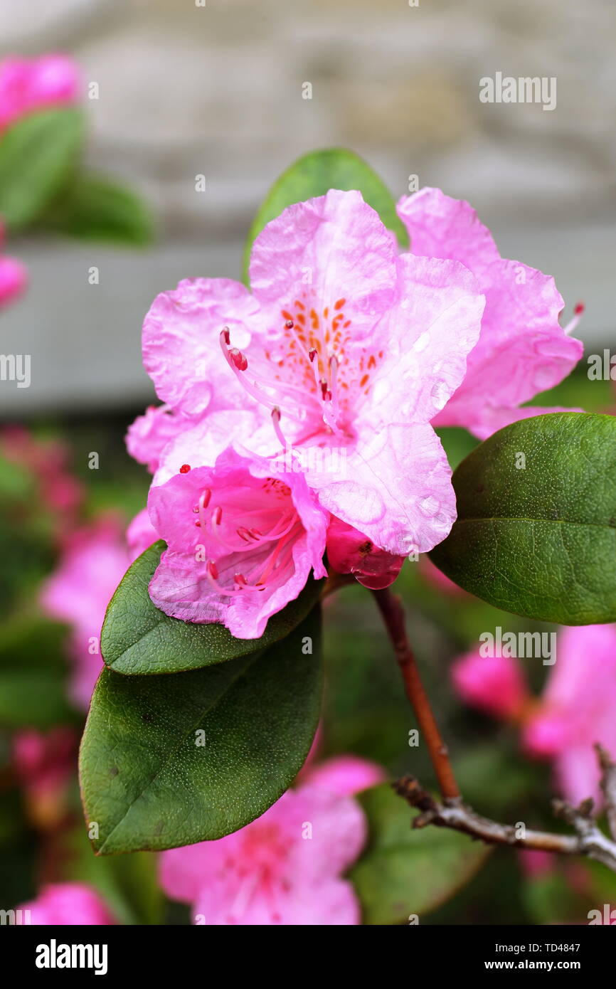 Bright pink flower cluster hi-res stock photography and images - Alamy