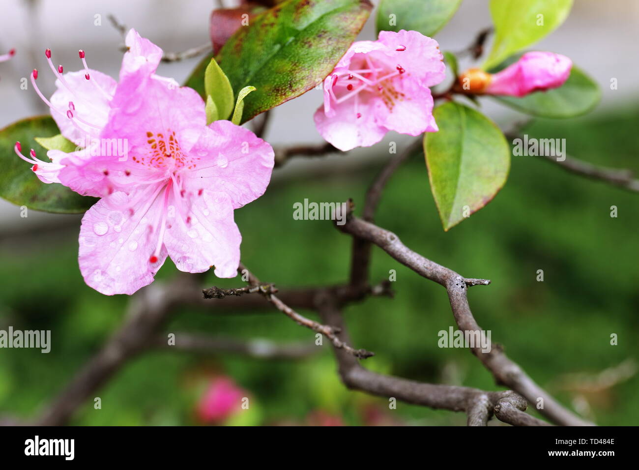 Wet Adenium Flower High Resolution Stock Photography and Images - Alamy