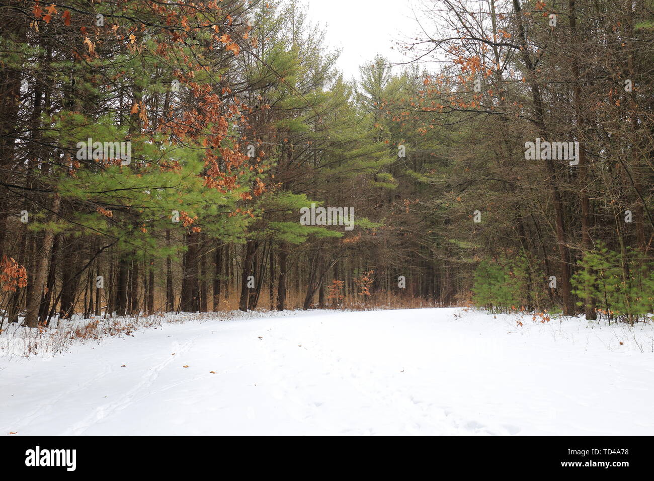 Evergreen forest edge on a winter day Stock Photo