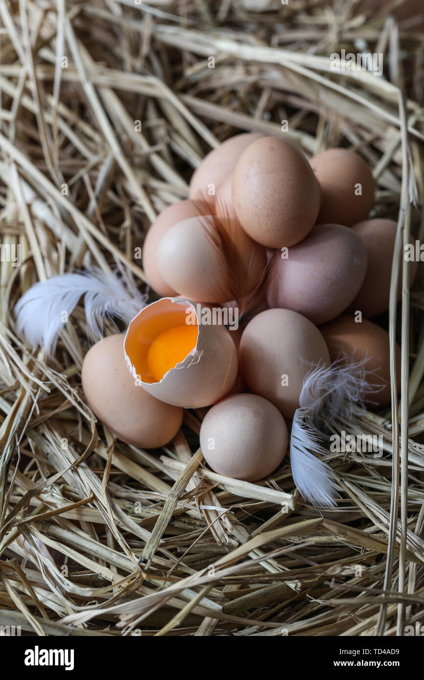 A bunch of fresh eggs in a chicken nest Stock Photo - Alamy