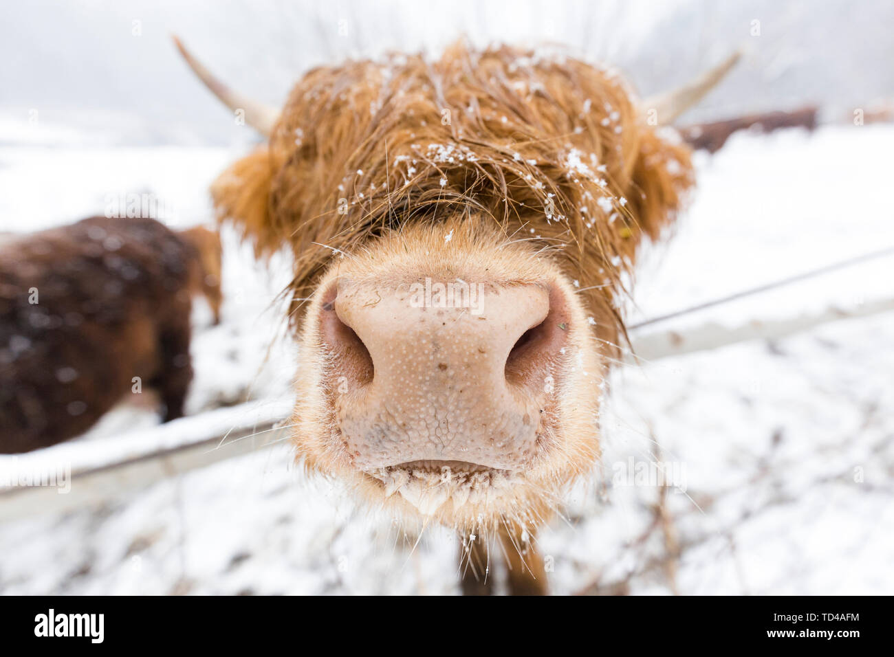 Highland cow in snow, Valtellina, Lombardy, Italy, Europe Stock Photo