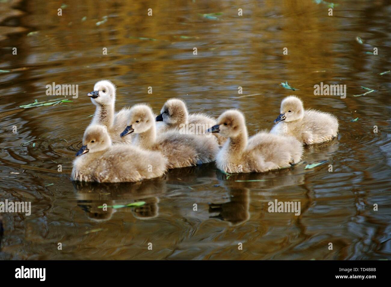 Little swan. Stock Photo