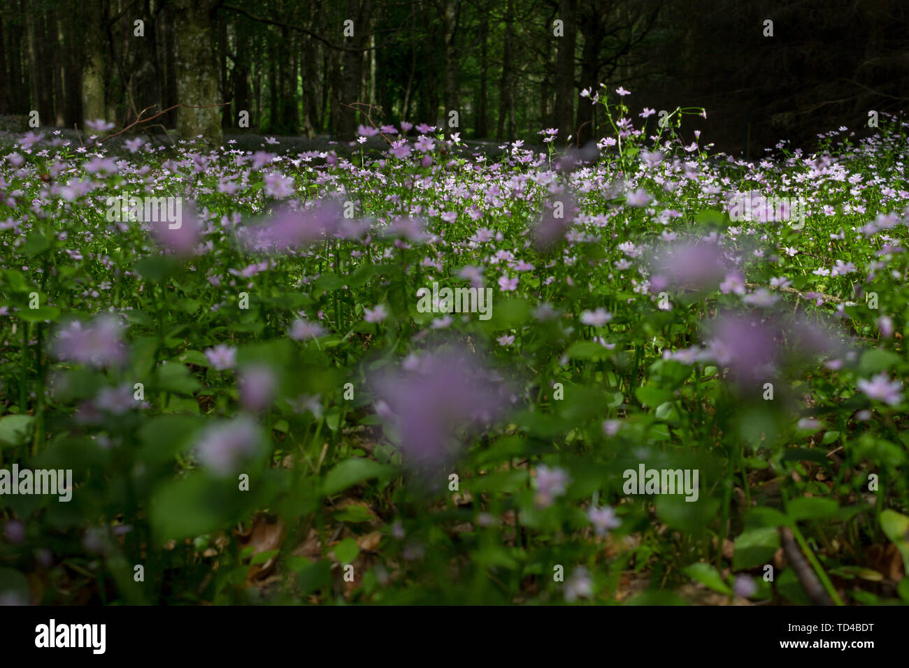 Purple forest flowers in Scotland Stock Photo - Alamy