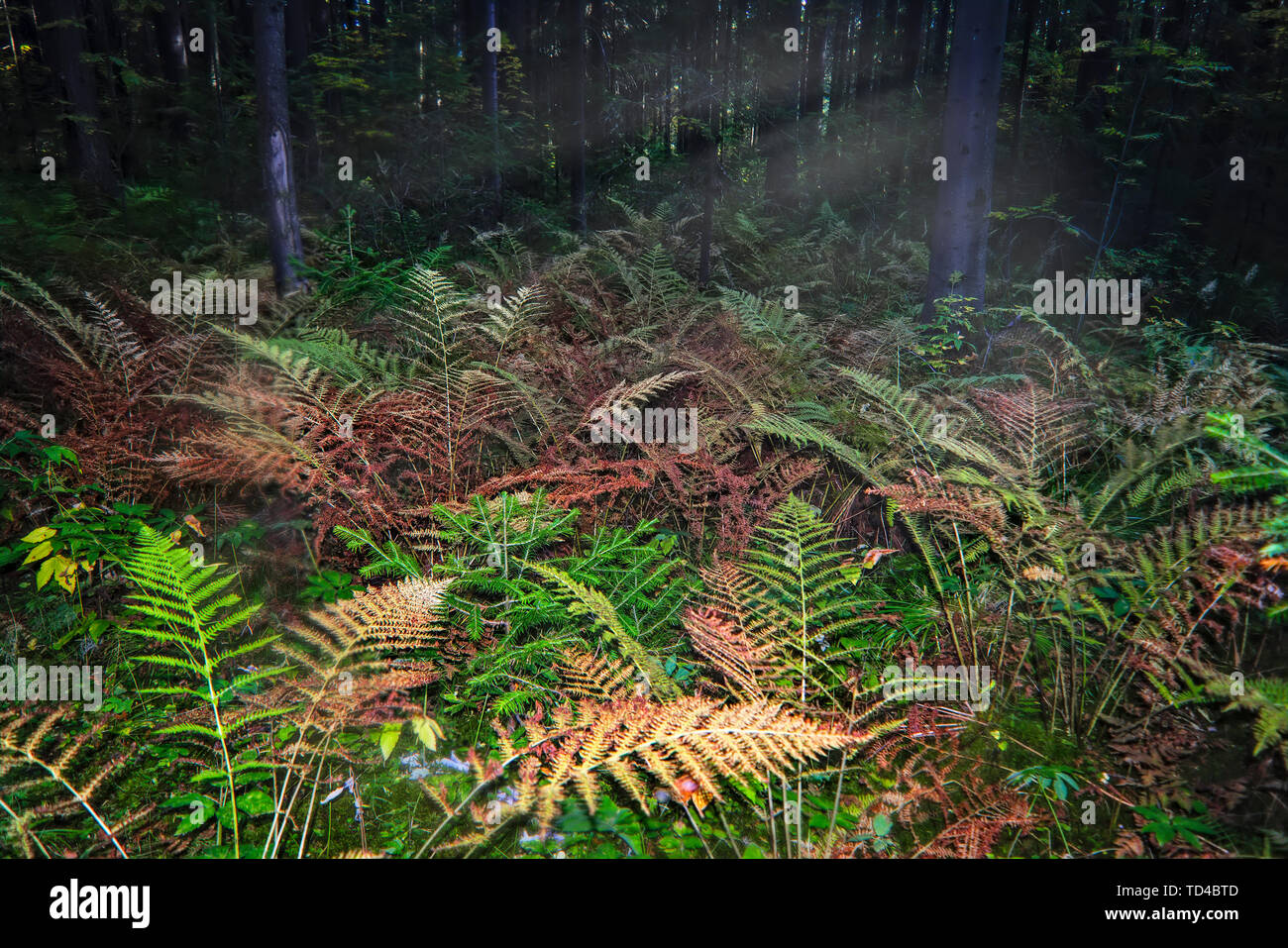 Young green forest of fir trees and deciduous trees hi-res stock ...