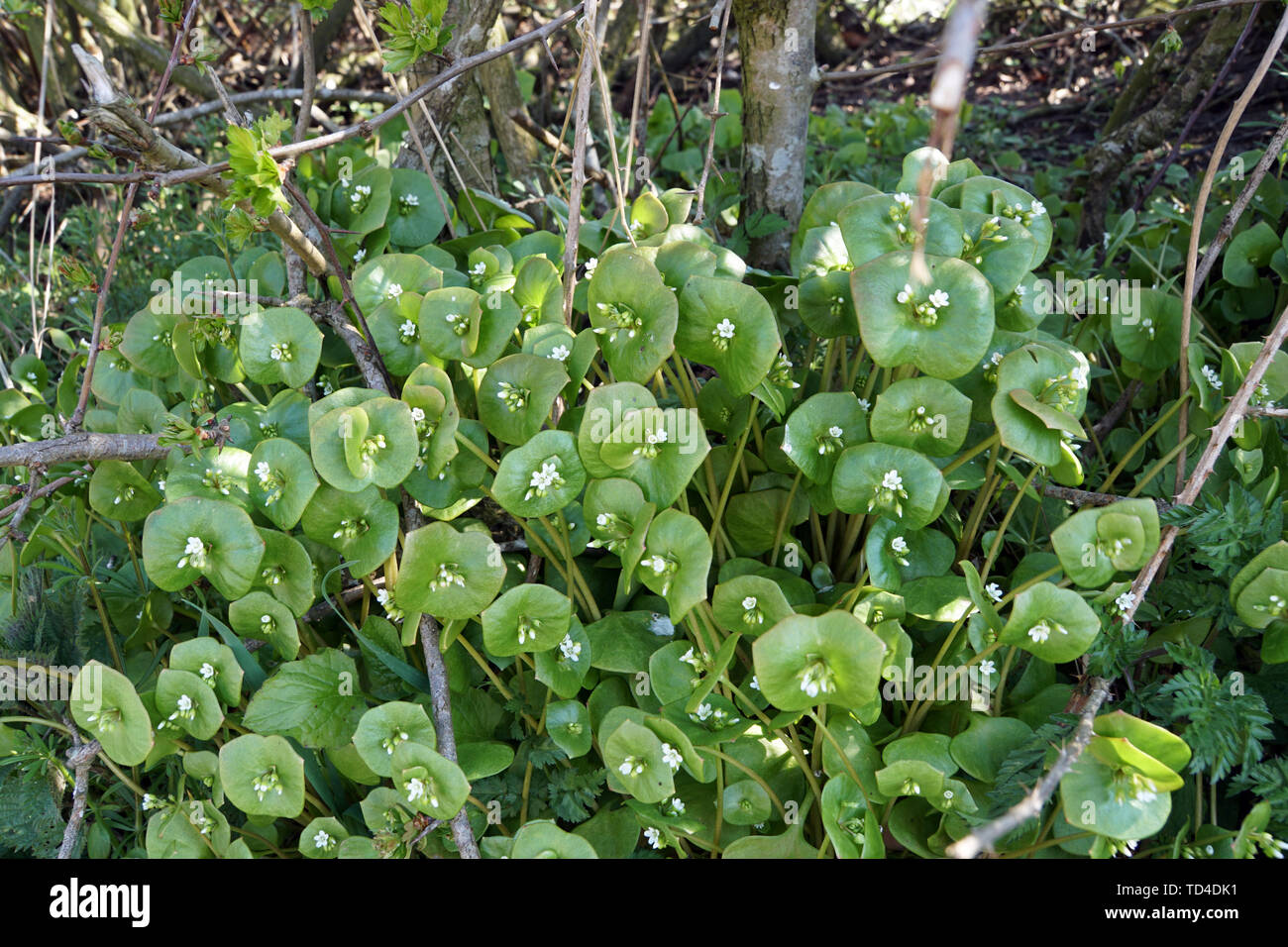 Gewöhnliches Tellerkraut (Claytonia perfoliata), Winterportulak oder Postelein, Rodekro, Süddänemark, Dänemark Stock Photo