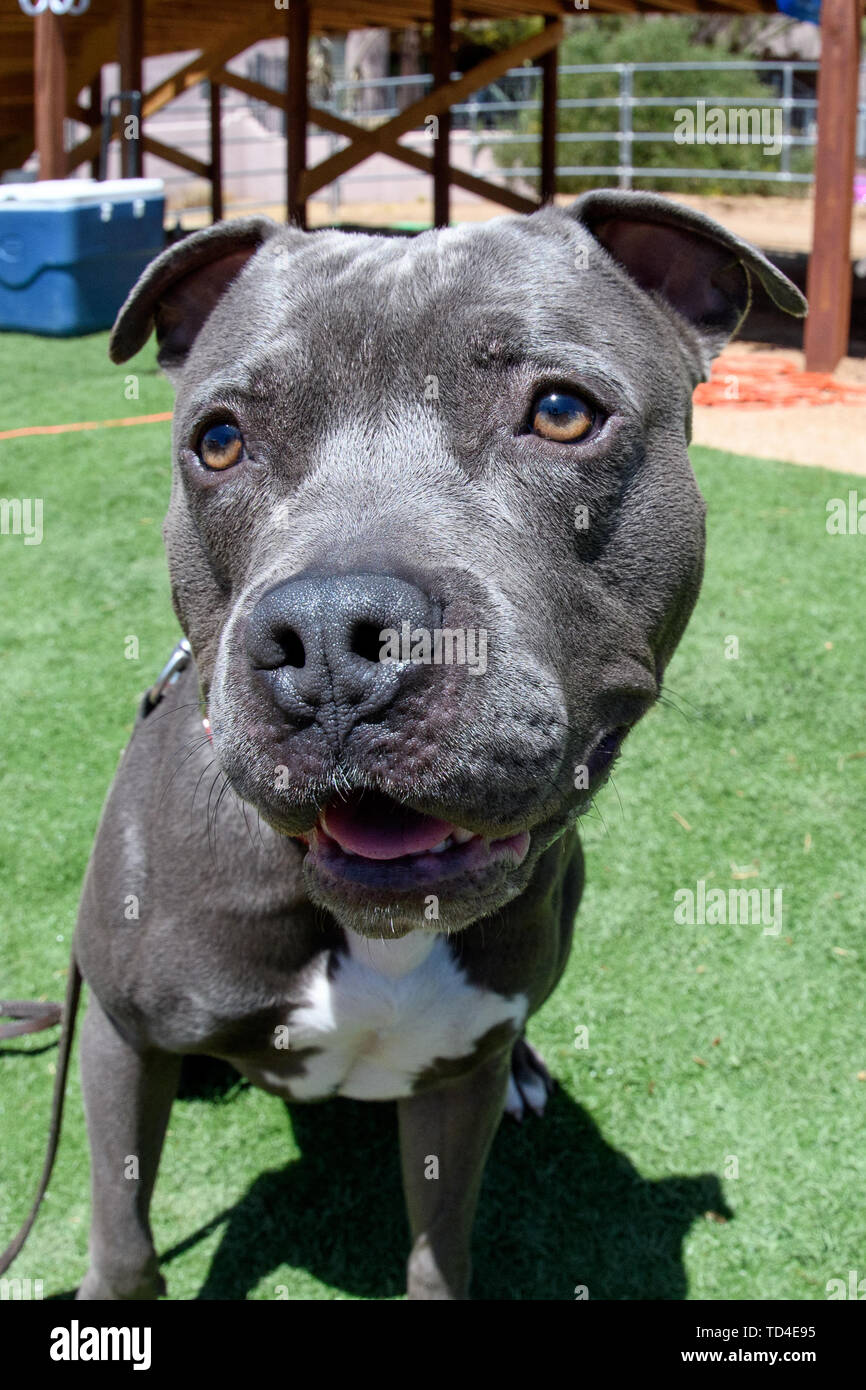 Fish eye lens dog hires stock photography and images Alamy